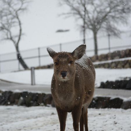 The Deer Park Inn Нара Экстерьер фото