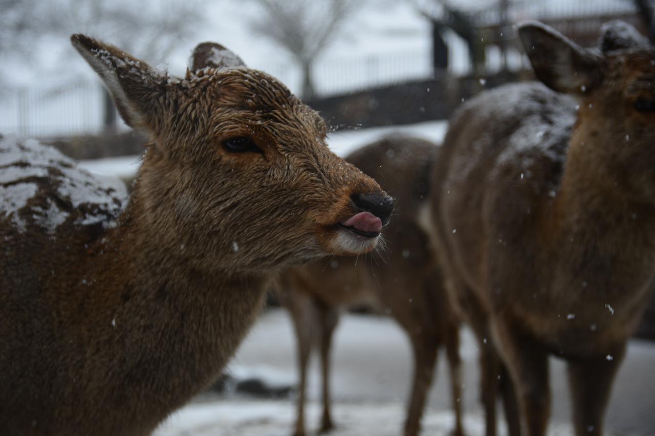 The Deer Park Inn Нара Экстерьер фото